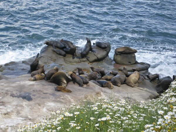 Sea Lions sunbathing on the Pacific Ocean Coast. — Stock Photo, Image