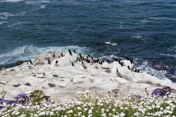 Pelikaner och Brandt skarv fåglar på vita stenar på Paci — Stockfoto