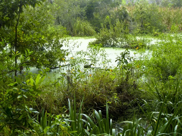Grüner Sumpf im Wald. — Stockfoto