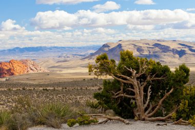 renkli taş red rock canyon Devlet Park, nevada, ABD