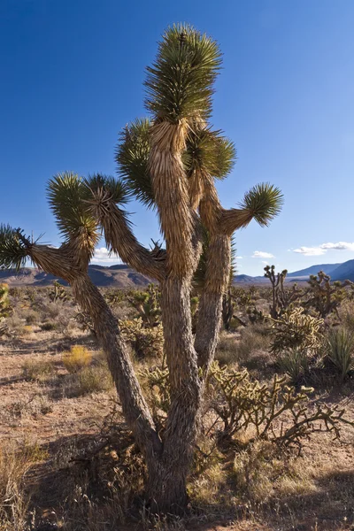 Primo piano del cactus nel deserto — Foto Stock