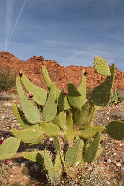 Primer plano del cactus en el desierto — Foto de Stock