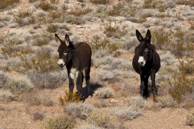 Nevada Çölü vahşi hazzetmeyen