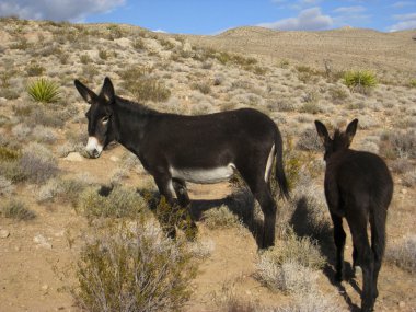 Nevada Çölü vahşi hazzetmeyen