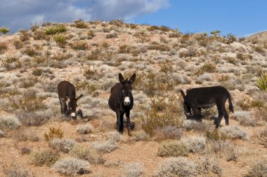 Nevada Çölü vahşi hazzetmeyen