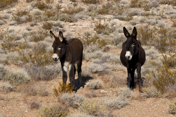 Wild Burros in Desert of Nevada — Stock Photo, Image