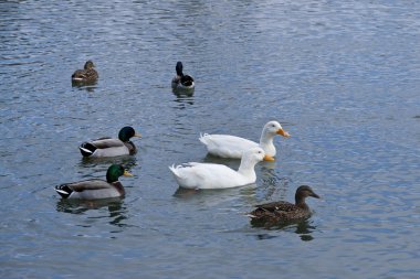 Ducks swimming on a pond clipart