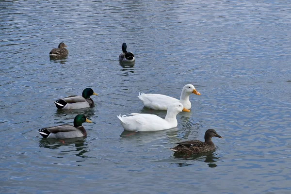 Ducks swimming on a pond — Stock Photo, Image