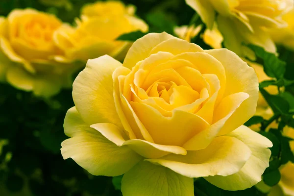 Bello rosa amarilla en un jardín. — Stockfoto