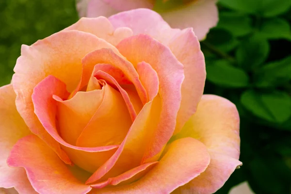 Beautiful pink yellowish rose in a garden. — Stock Photo, Image
