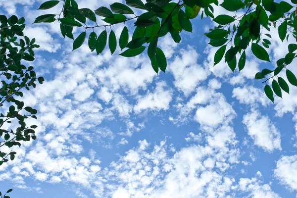 Ciel avec des nuages pelucheux au-dessus de vous encadrés par des branches d'arbres . — Photo