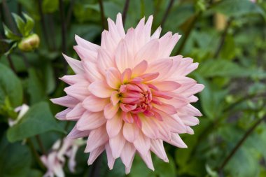 Bahçe güzel pembe dahlia.