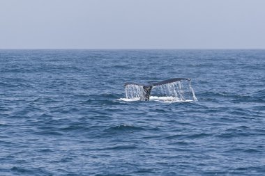 Humpback whale tail in the Pacific ocean. clipart