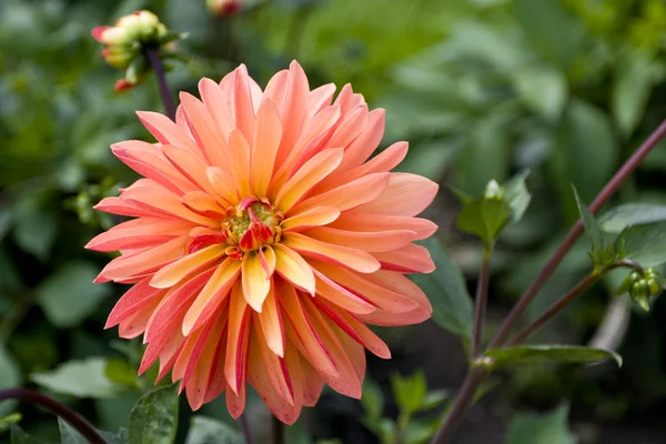 Dalia colorida en un jardín . — Foto de Stock
