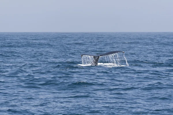 Cauda de baleia jubarte no oceano Pacífico . — Fotografia de Stock
