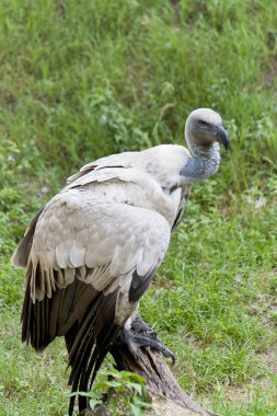 Cape Kızıl akbaba (Gyps coprotheres)