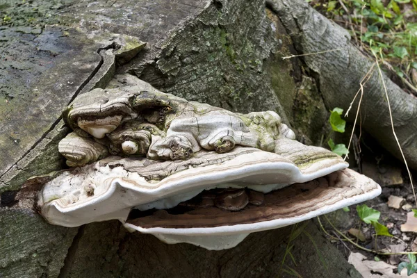 Närbild på timmer svampen mashroom på gamla träd. — Stockfoto
