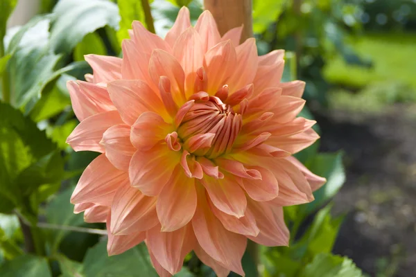 Όμορφη Ντάλια ροζ λουλούδι σε έναν κήπο. — Φωτογραφία Αρχείου