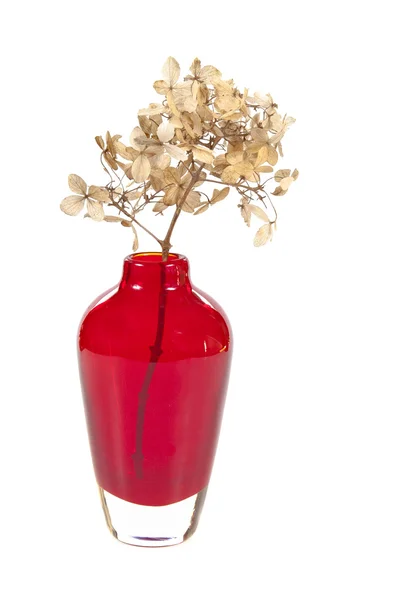 Torr hortensia i röd vas isolerad på vit — Stockfoto