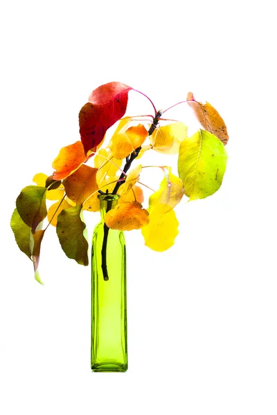 Buquê de outono em vaso no fundo branco . — Fotografia de Stock