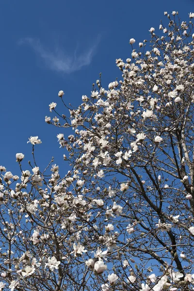İlkbahar — Stok fotoğraf