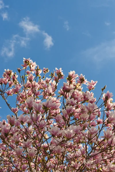 Springtime — Stock Photo, Image