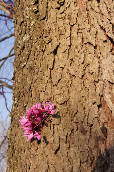 Jarní květy — Stock fotografie