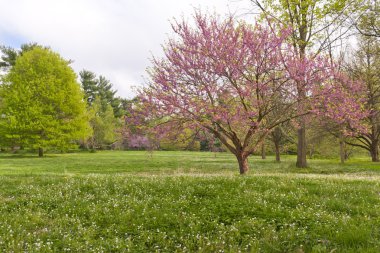 Spring time in Kentucky clipart