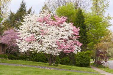 Spring time in Kentucky clipart