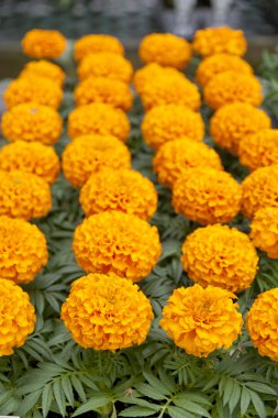 Marigold çiçek