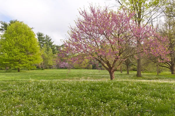 Bahar zamanı, Kentucky'de — Stok fotoğraf