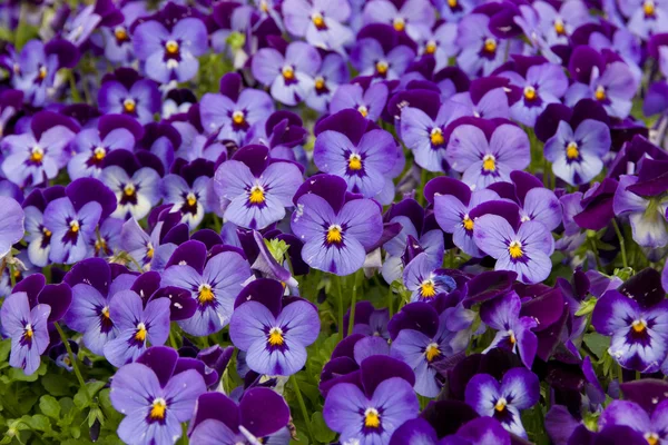 Flores de pérsia — Fotografia de Stock
