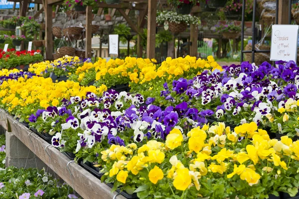 Blommor på lokal marknad — Stockfoto