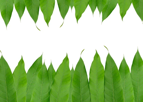 Rahmen aus grünem Blatt isoliert auf weißem Hintergrund — Stockfoto