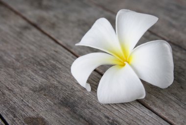 Ahşap üzerine tropik çiçekler frangipani (plumeria)