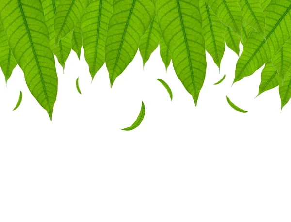Gröna blad faller ner isolerade på vit — Stockfoto