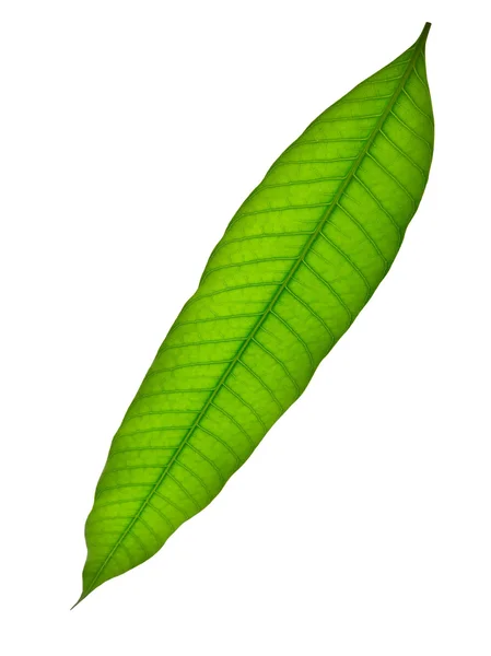 Einzelnes grünes Blatt isoliert auf weiß — Stockfoto