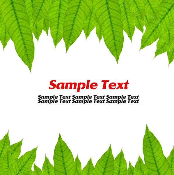 Moldura de folhas verdes isoladas em fundo branco com espaço para texto — Fotografia de Stock