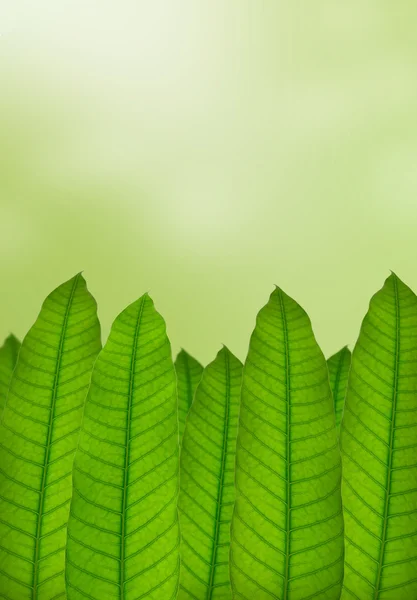 Green leaves with natural background — Stock Photo, Image