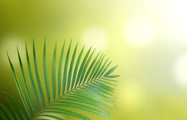 Gröna blad med naturliga bakgrund — Stockfoto