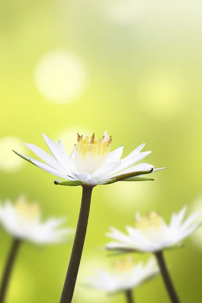 Bellissimo fiore di loto bianco con sfondo naturale — Foto Stock