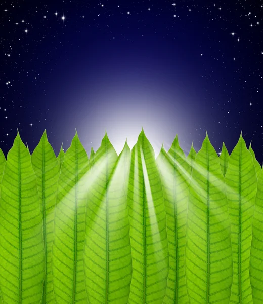 Leaves frame on Stars in the night sky background — Stock Photo, Image