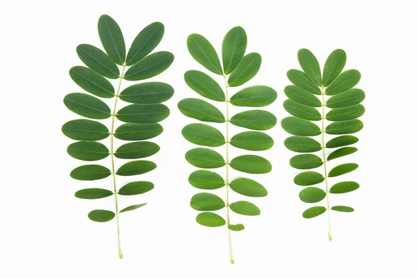 Gröna blad av träd isolerad på en vit bakgrund — Stockfoto