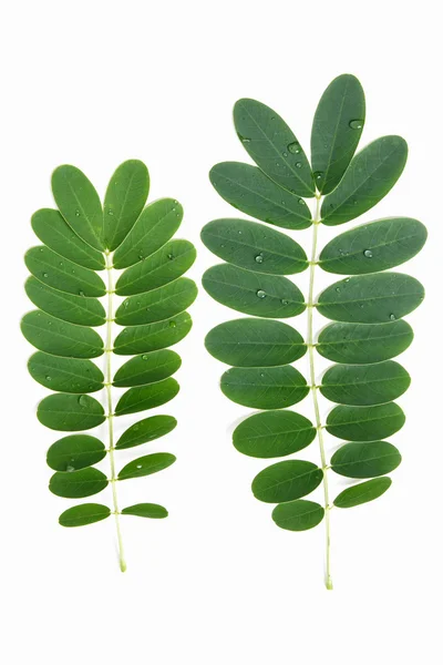 Зелений лист з краплями води ізольовані — стокове фото
