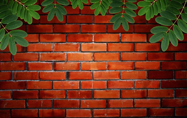 Zielony liść z kropelek wody na czerwony mur z cegły — Zdjęcie stockowe