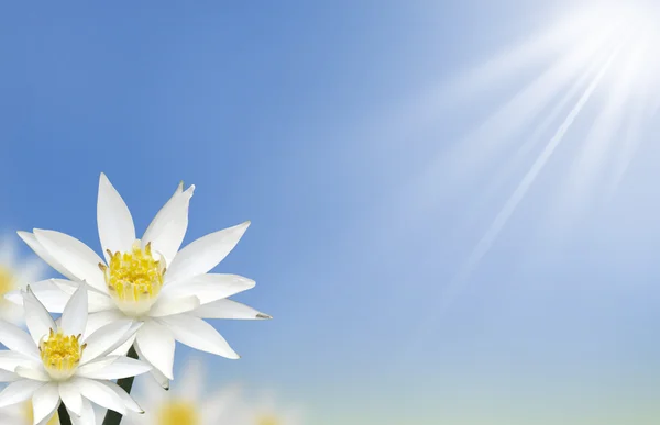 Lotos biały piękny kwiat z naturalnego tła — Zdjęcie stockowe
