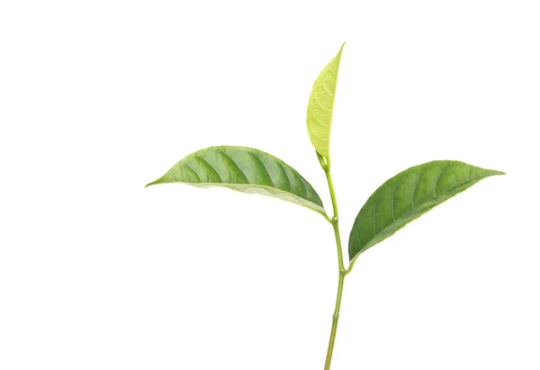 Zielony liść na białym tle drzewa — Zdjęcie stockowe