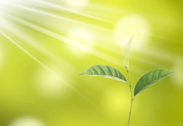 Folha verde árvore e sol — Fotografia de Stock
