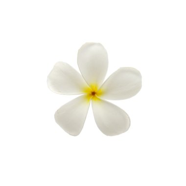 Beyaz izole tropikal çiçek frangipani (plumeria)