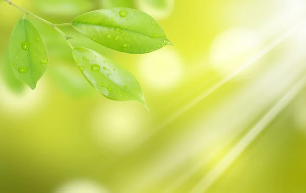 Foglia verde con gocce d'acqua con sfondo naturale — Foto Stock
